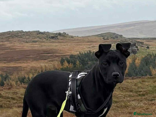 Mixed Breed dogs Ronnie 8 months old - Advert 1