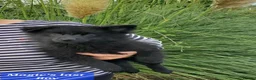German Spitz dogs for sale: 1 German Spitz Mittel Boy left - Black - Advert 3