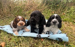 Cocker Spaniel dogs for sale: Stunning show type cocker spaniel puppies  - Image 7