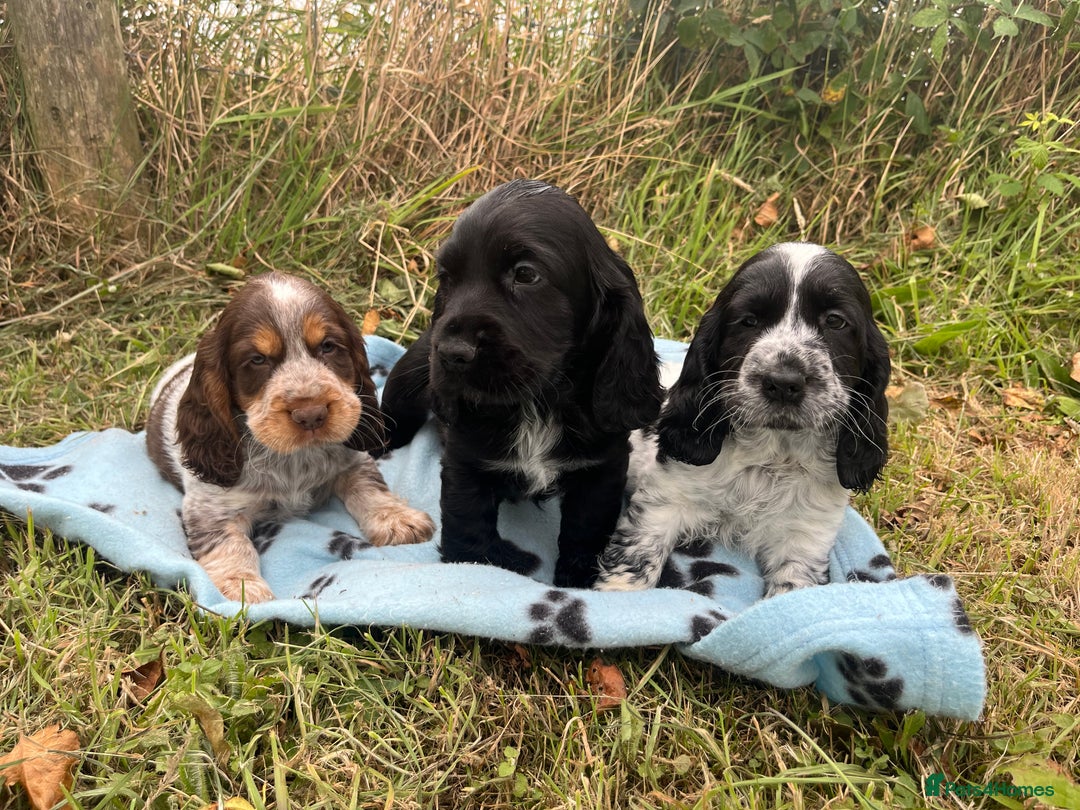 Cocker Spaniel dogs for sale: Stunning show type cocker spaniel puppies  - Image 7