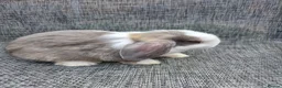 Mini Lop rabbits for sale:  mini lops for sale - Advert 7