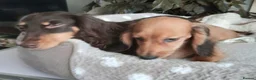 Miniature Dachshund dogs for sale: Long haired miniature dachshund - Advert 5