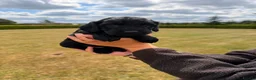 Cockapoo dogs for sale: Stunning F1 Cockapoo pups for sale  - Advert 29