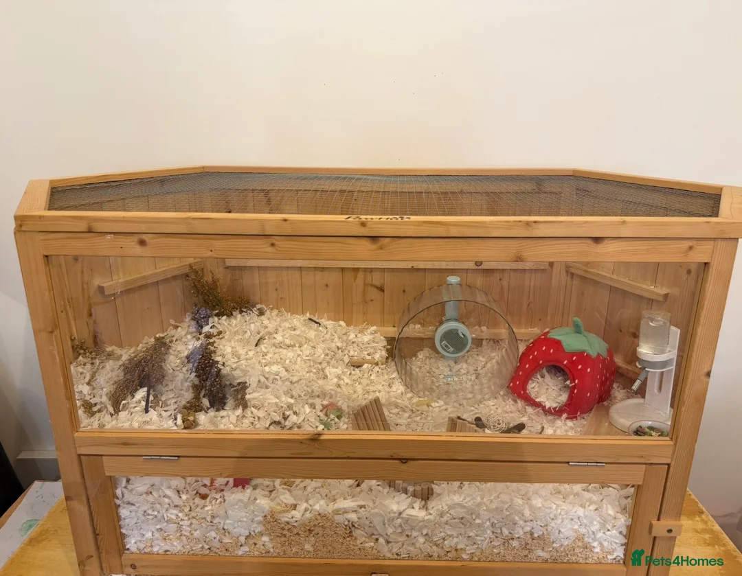 Hamster rodents for sale: Syrian hamster  - Advert 2