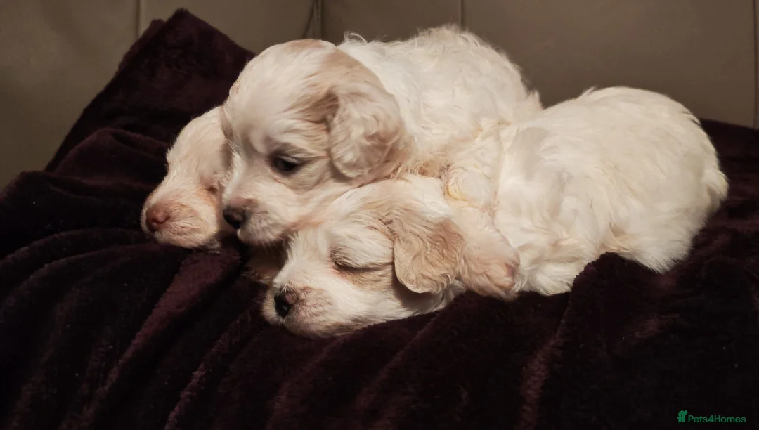 Mixed Breed dogs for sale: Maltipoo x Coton de Tulear Puppies – 5 Males - Advert 7