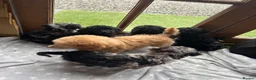 Miniature Poodle dogs for sale: Miniature poodle puppies ready to leave  - Advert 14