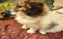 Persian cats for sale: Beautiful Calico pedigree Persian female kitten  - Image 11
