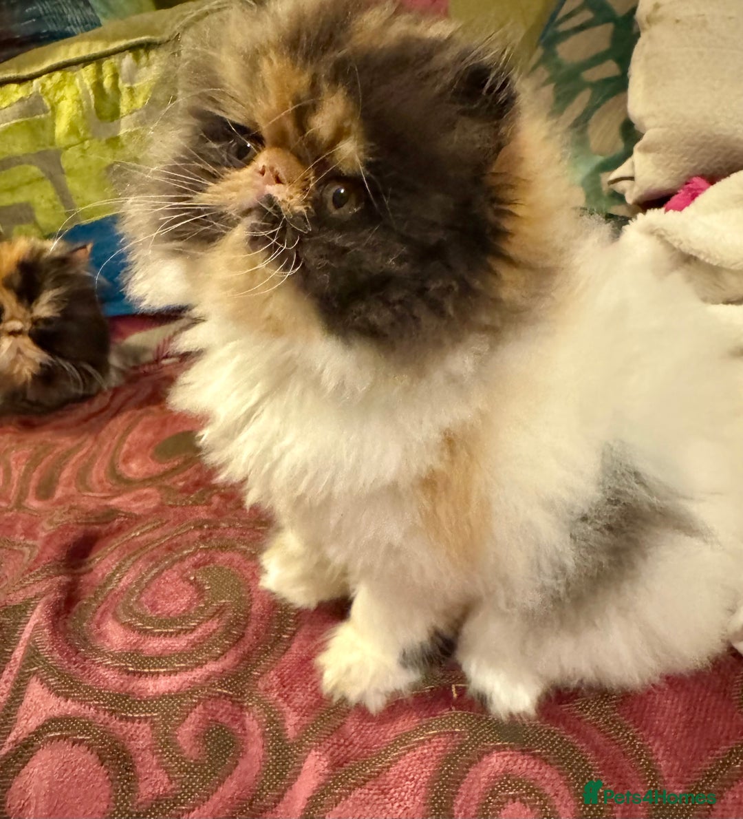 Persian cats for sale: Beautiful Calico pedigree Persian female kitten  - Image 11