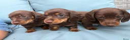 Miniature Dachshund dogs for sale: Miniature dachshund - Advert 19