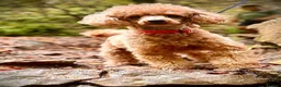 Cavapoo dogs for sale: Quality, Red, Low-Shedding Toy Cavapoo Puppies - Advert 9