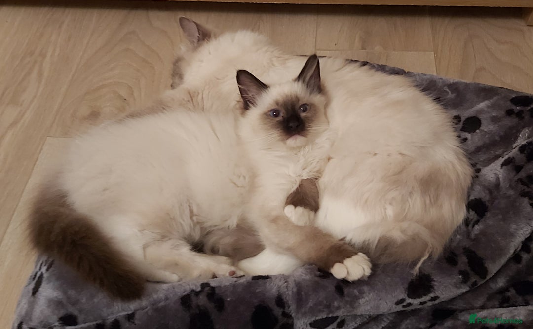 Ragdoll cats for sale: RAGDOLL SEAL POINT BLUE EYES READY NOW! - Advert 18