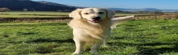 Golden Retriever dogs for stud: Gorgeous RKC golden retriever available for stud - Advert 2