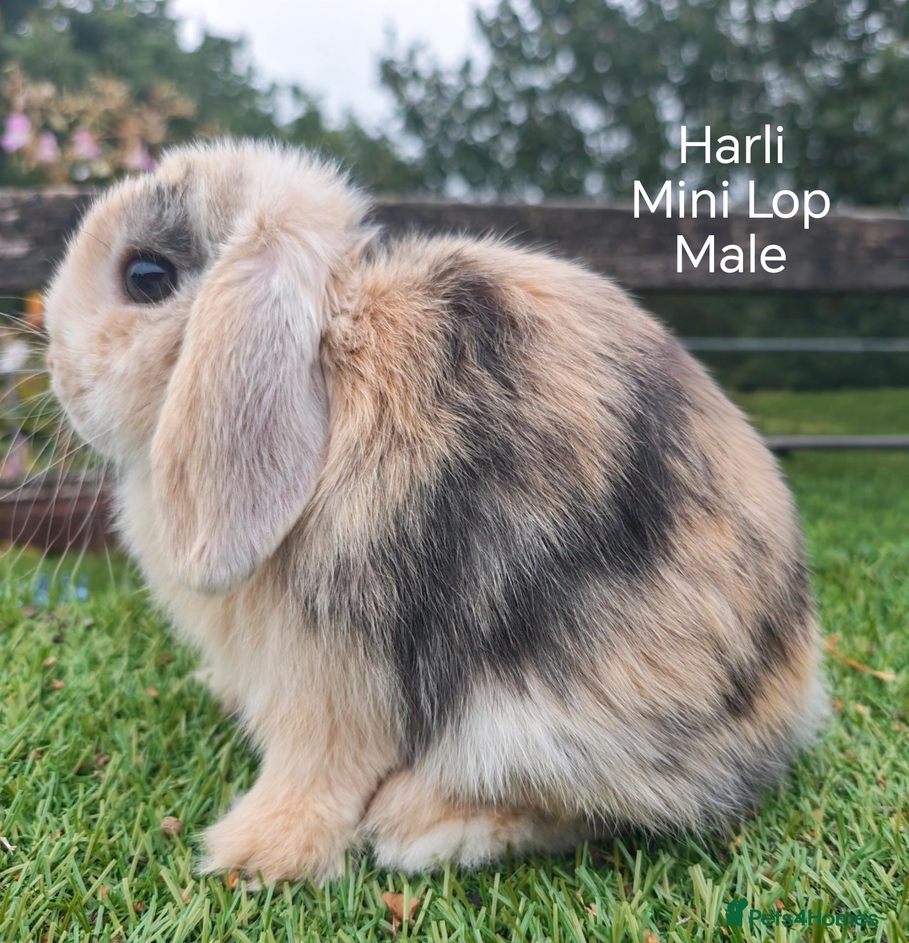 Mini Lop rabbits Various Mini Lop youngsters  - Advert 24