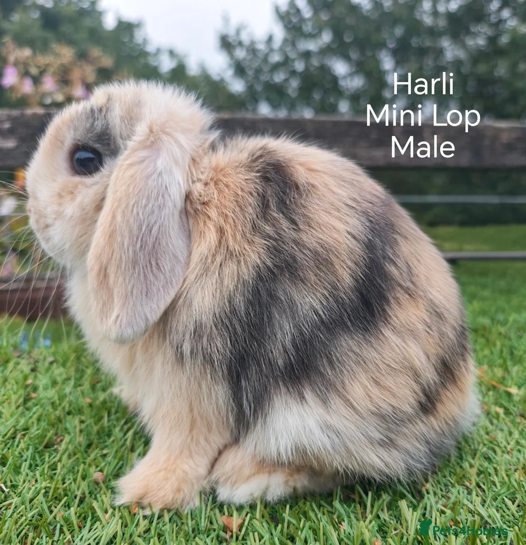 Mini Lop rabbits for sale: Various Mini Lop youngsters  - Advert 1