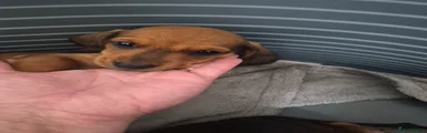 Dachshund 5 Girl Brownish