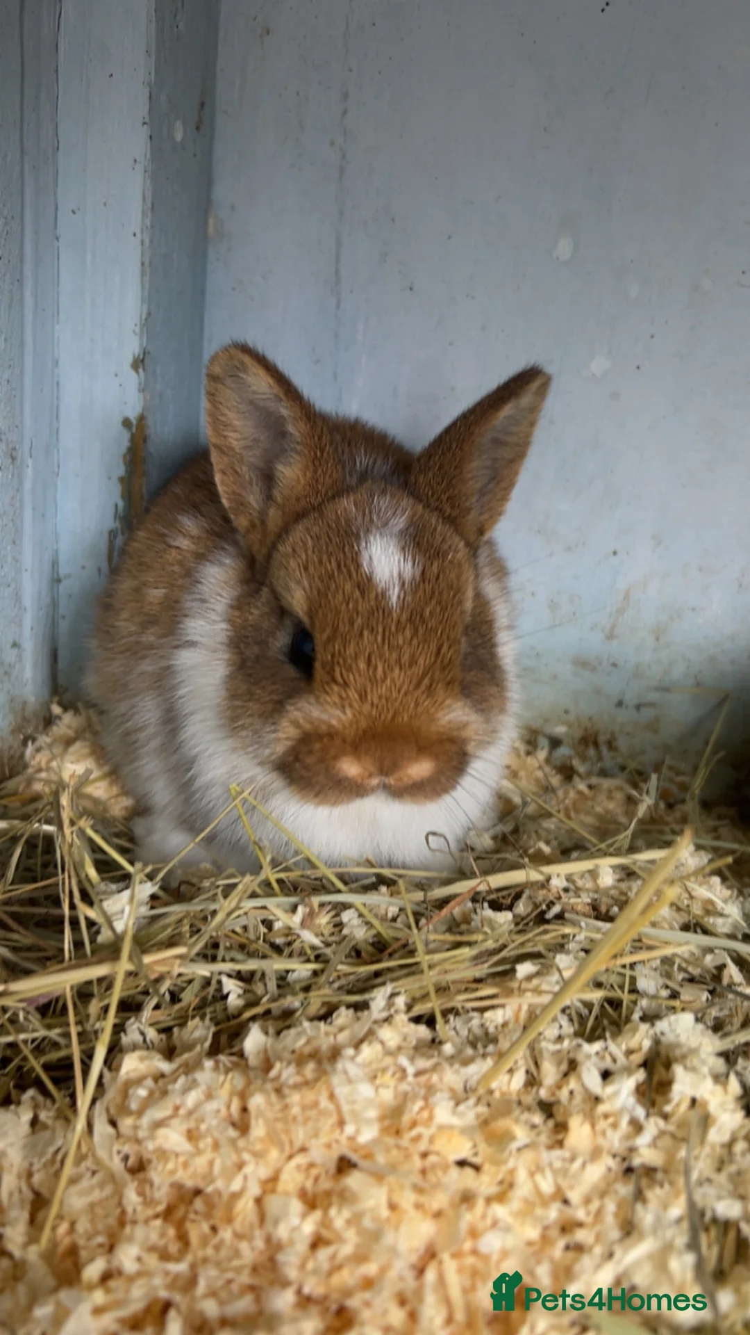Netherland Dwarf rabbits for sale: baby rabbits.  - Advert 2