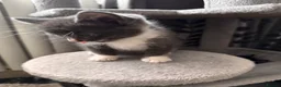 Mixed Breed cats for sale: 😻😻😻BEAUTIFUL KITTENS😻😻😻 - Advert 15