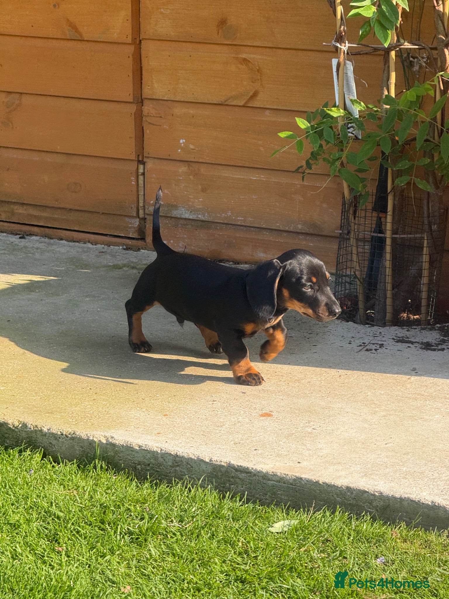 Dachshund dogs Standard Dachshund Puppies - Advert 2
