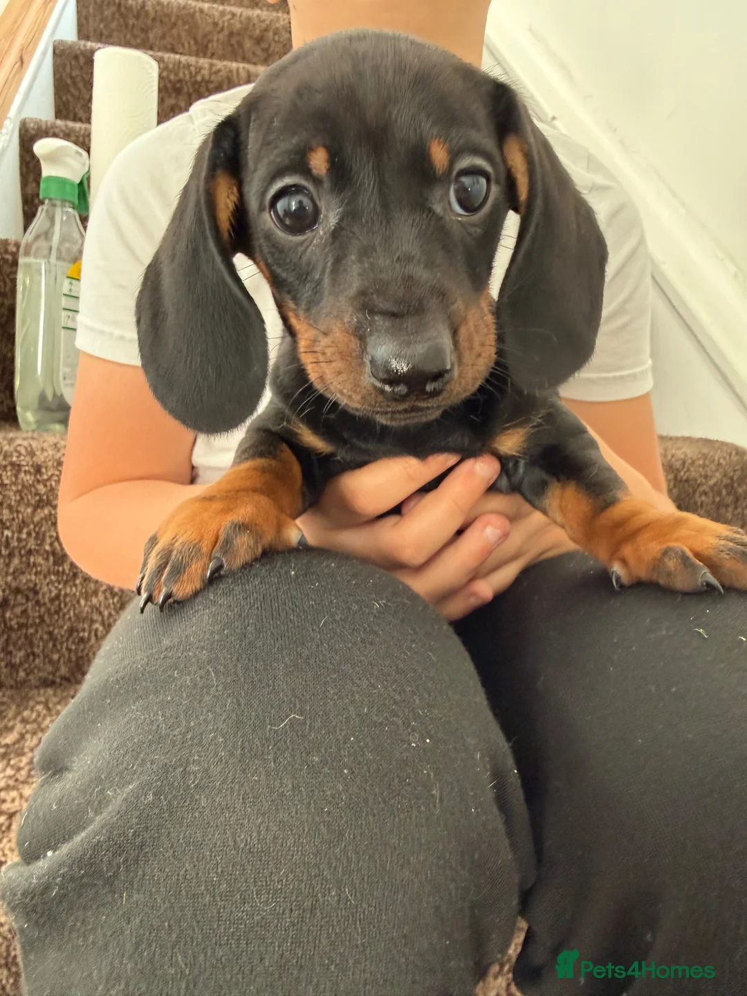 Dachshund dogs for sale: Last One! Beautiful Black and Tan - Advert 2