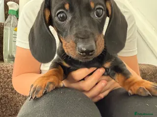 Dachshund dogs 1 Beautiful Black and Tan Male left!!! - Advert 18