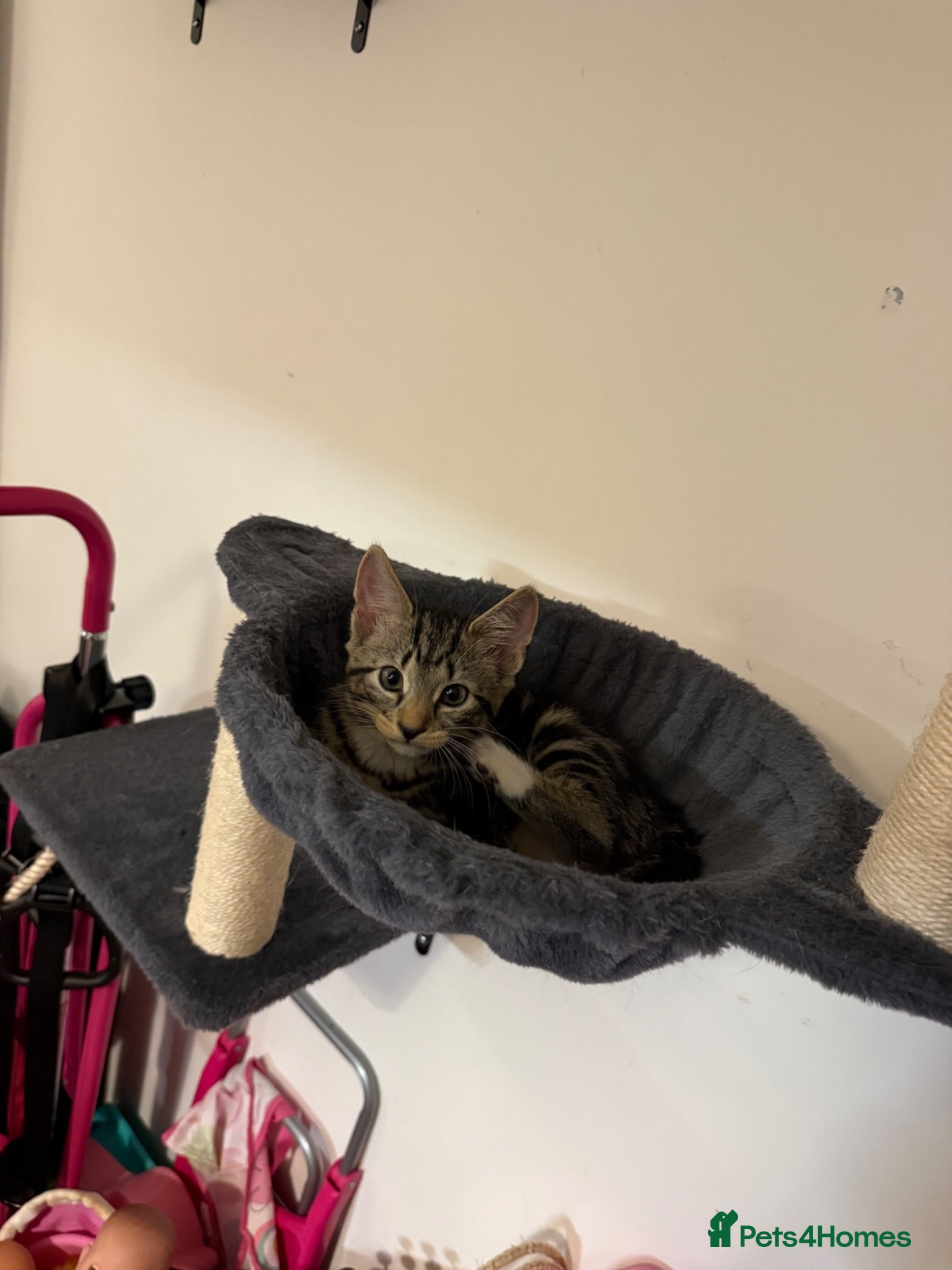 Mixed Breed cats Kittens for sale  - Advert 1