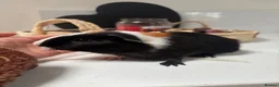Guinea Pig rodents for sale: Baby boy available - Advert 2