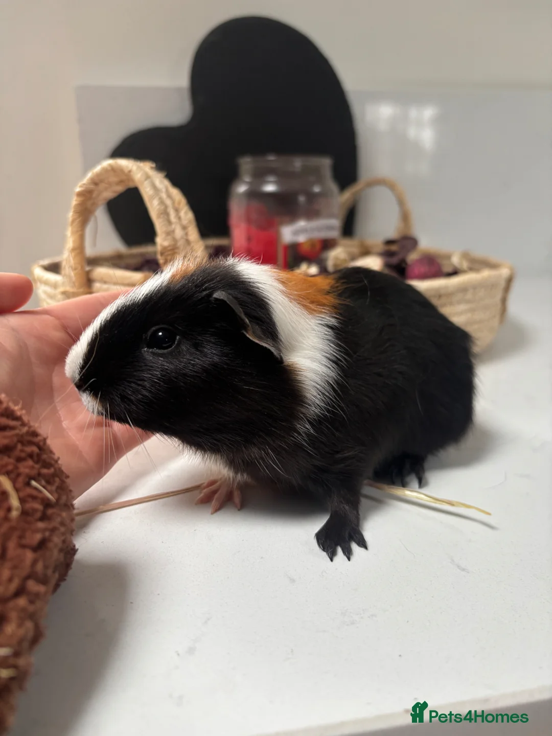Guinea Pig rodents for sale: Baby boy available - Advert 2