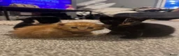 Mixed Breed cats for sale: 8 stunning kittens  - Advert 17