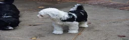 Tibetan Terrier dogs for sale: Super well reared puppy  - Advert 3