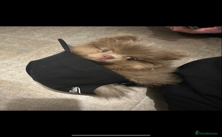 Pomeranian dogs - Advert 8