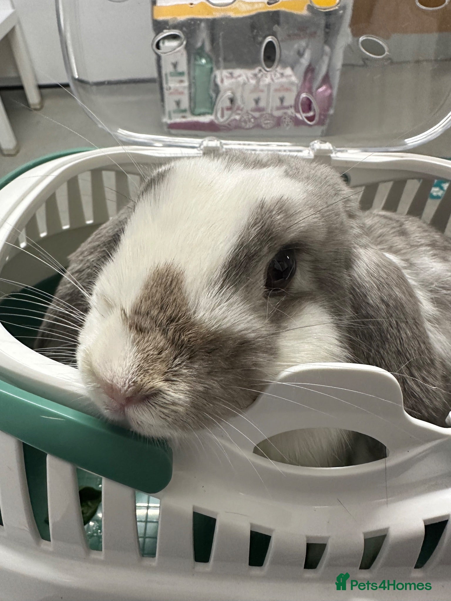 Mini Lop rabbits Mini Lop needing new home - Advert 3