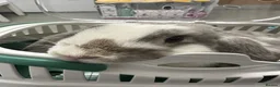 Mini Lop rabbits for sale: Mini Lop needing new home in Lytham Saint Annes - Advert 1