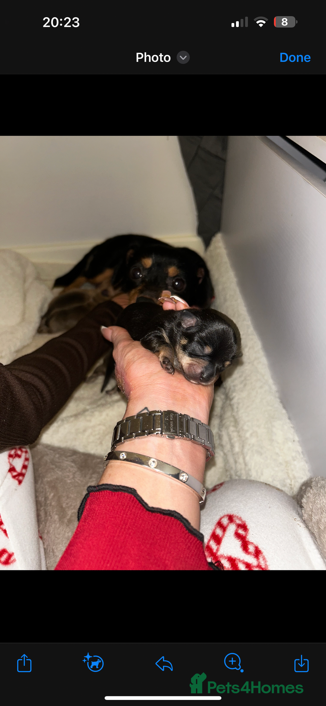 Chihuahua dogs for sale: Chihuahua cross Jack Russell  - Advert 5