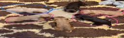 Cockapoo dogs for sale: Beautiful litter of F1B Cockerpoo Puppies - Advert 16