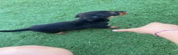 Jackshund dogs for sale: Jackhounds in Weston-super-Mare - Advert 2