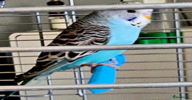 Budgerigars birds - Advert 3