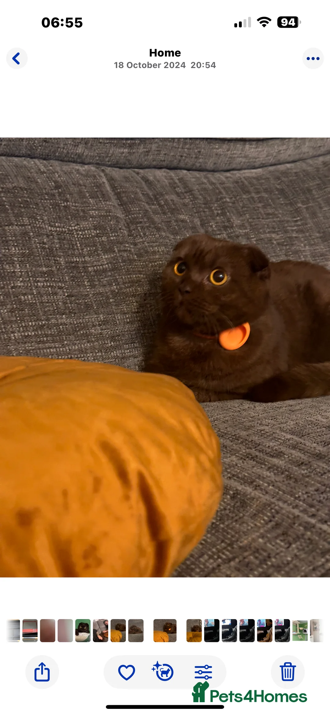 Scottish Fold cats for sale: Rare chocolate Scottish Fold Cat 🐾 - Advert 6