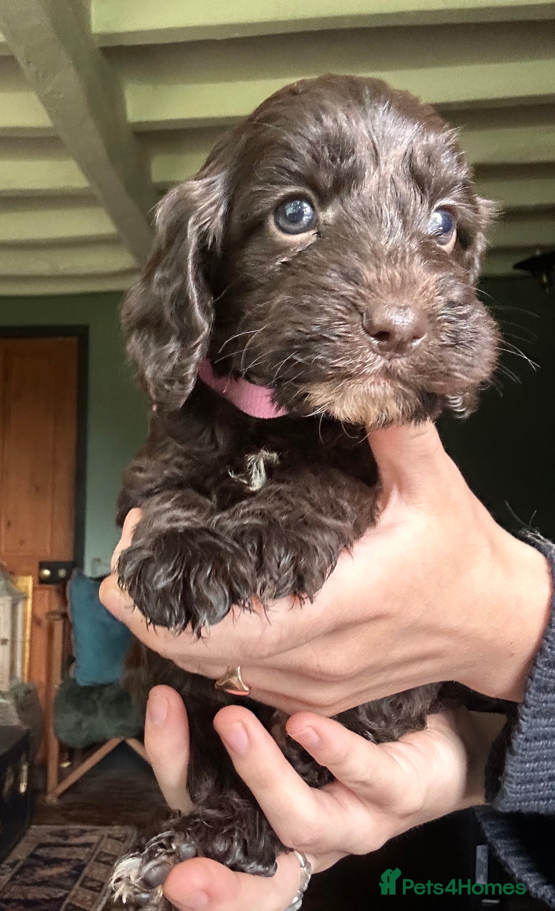 Cockapoo dogs for sale: Top Quality F1 Teddy Bear Cockapoo puppies - Image 9