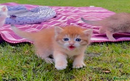 British Shorthair cats for sale: ✨🐾 Soft & Adorable Golden White Blue Kittens 🐾✨ - Image 5
