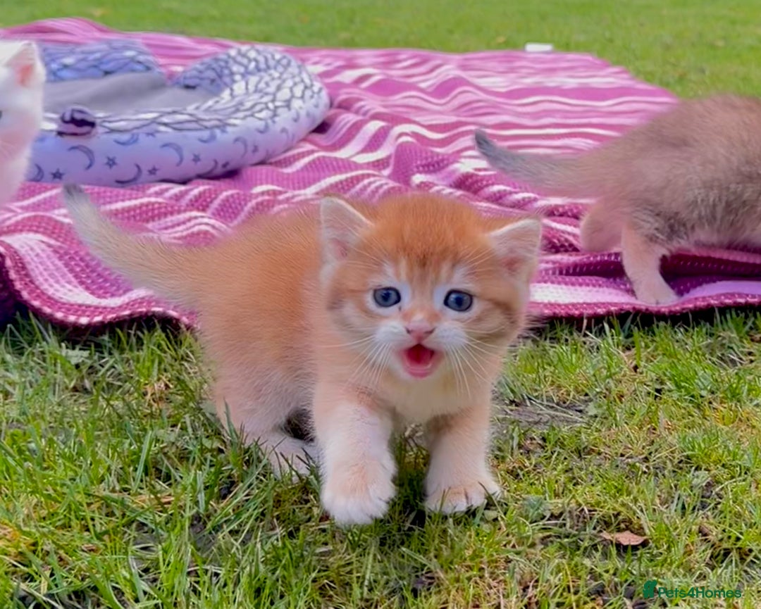 British Shorthair cats for sale: ✨🐾 Soft & Adorable Golden White Blue Kittens 🐾✨ - Image 5