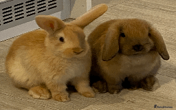 Mini Lop rabbits for sale: Ready now! Mini Lops - bonded brothers  - Image 1