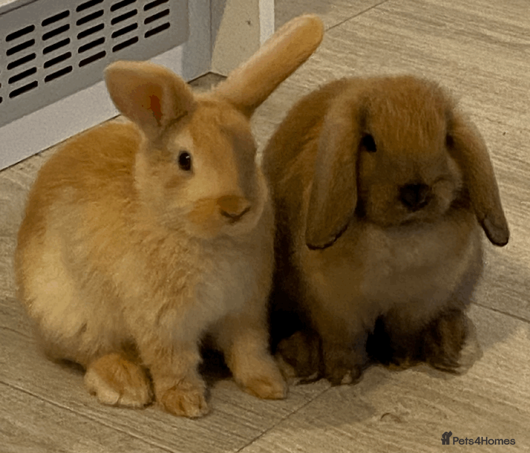 Mini Lop rabbits for sale: Ready now! Mini Lops - bonded brothers  - Image 1