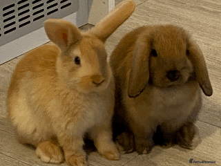Mini Lop rabbits - Advert 13