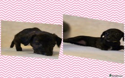 Mixed Breed dogs for sale: Italianpoos - Advert 8