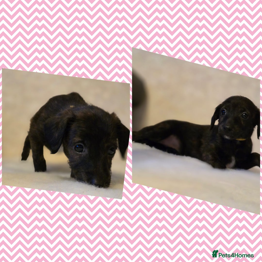 Mixed Breed dogs for sale: Italianpoos - Advert 8