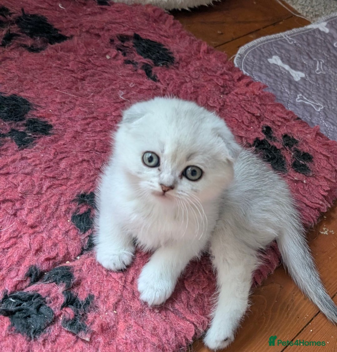 Scottish Fold cats for sale: 🥰 Scottish fold kitties for loving homes 💗 - Advert 6