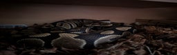 Python Snake reptiles for sale: Boris - Ball Python - Advert 3
