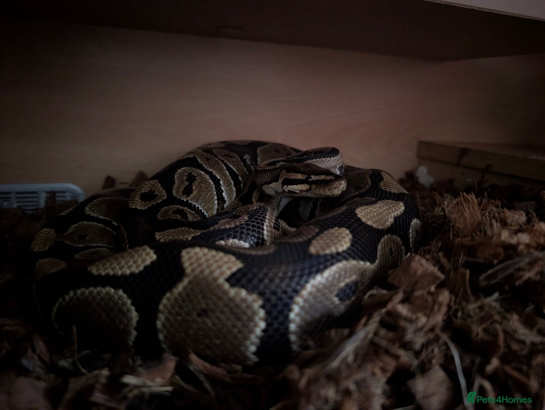 Python Snake reptiles for sale: Boris - Ball Python - Advert 3