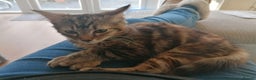 Mixed Breed cats for sale: Bengal Norwegian forest cross kitten  - Advert 4