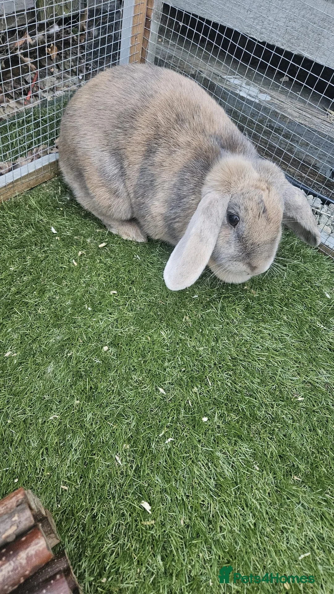 Mixed Breed rabbits for sale: Lilo and stitch  in Maidstone - Advert 4